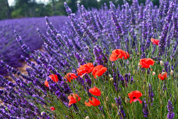 Mohn und Lavendel im Feld Foto mit Unschärfe
