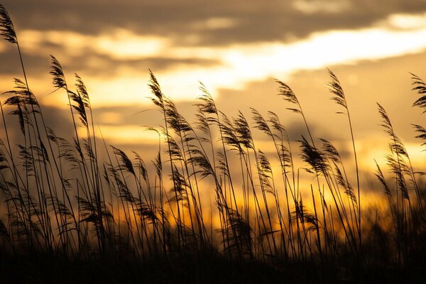 Gras auf dem Hintergrund des Sonnenaufgangs