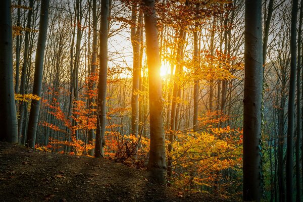 Naturaleza otoñal, hojas amarillas y rayos de sol que se abren paso a través del follaje amarillento