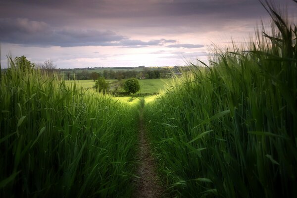 Der Weg sieht nirgendwohin