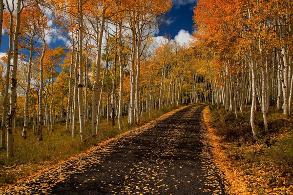 Route au milieu de la forêt d automne