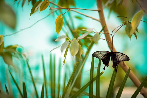 Der Schmetterling setzte sich leise auf die Zweige