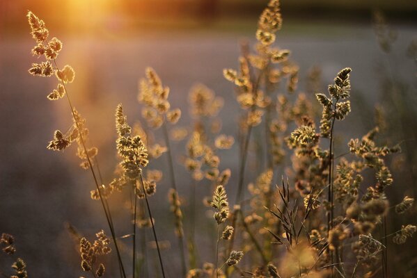 Spikelets in the rays of the sun at sunset