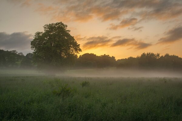 Ein Feld im Morgengrauen, das in mystischen Nebel gehüllt ist