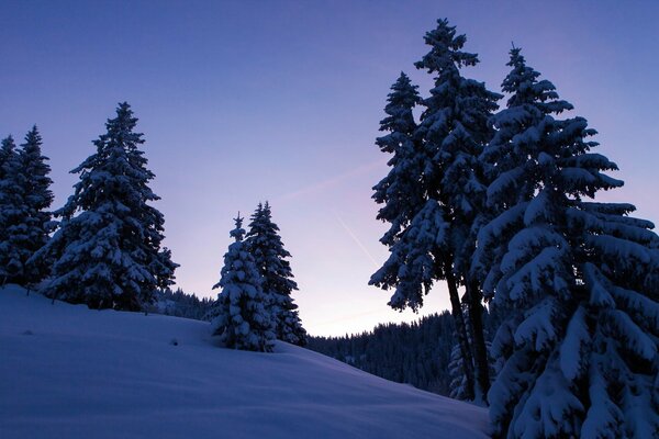 Bäume stehen im Schnee auf einem Hügel