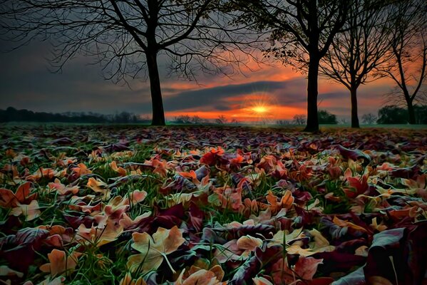 Piękny jesienny krajobraz, opadłe liście z drzew na tle szkarłatnego zachodu Słońca