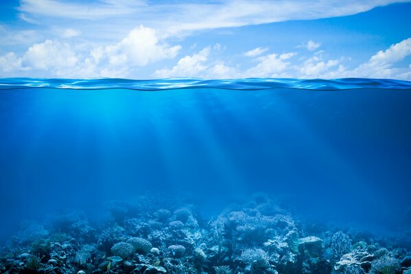 Récif de corail sous l eau