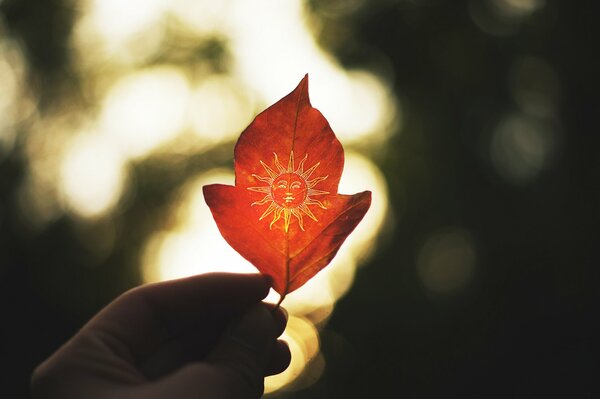 Prise de vue macro d une feuille avec une image du soleil