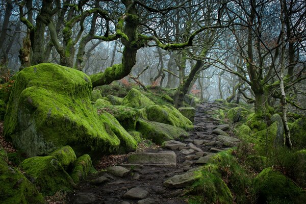 Stone road through moss