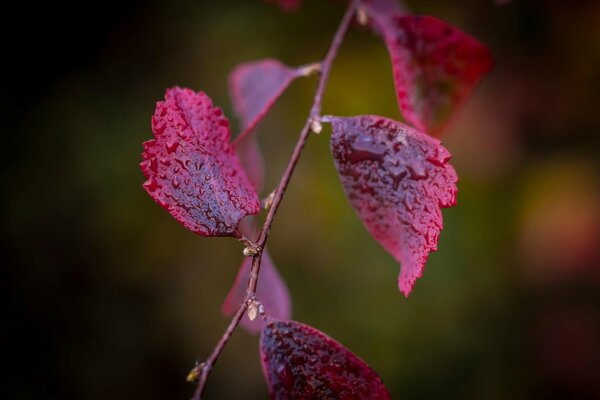 Unusual red leaves on a branch close-up