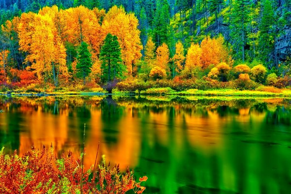 Bosque de otoño en la ladera frente al lago