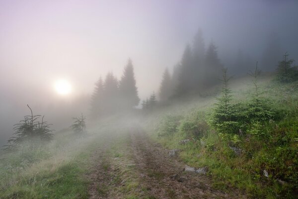 Morning fog in the coniferous forest