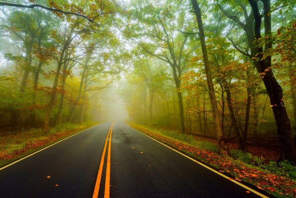 Autumn nature, the road goes into the fog