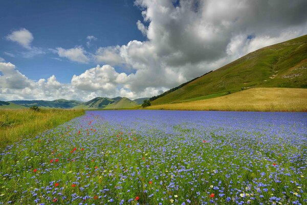 Italia, un campo floreciente en flores