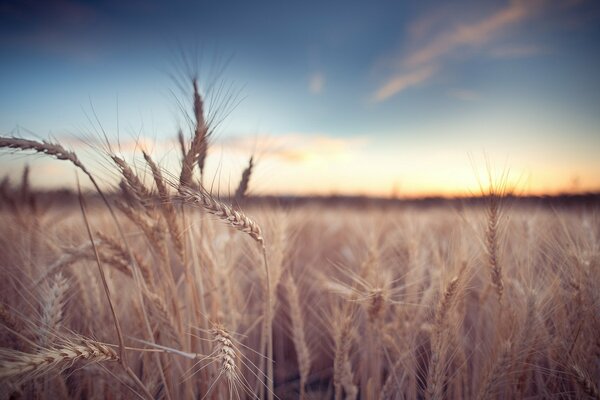 Landscape of ears on the field