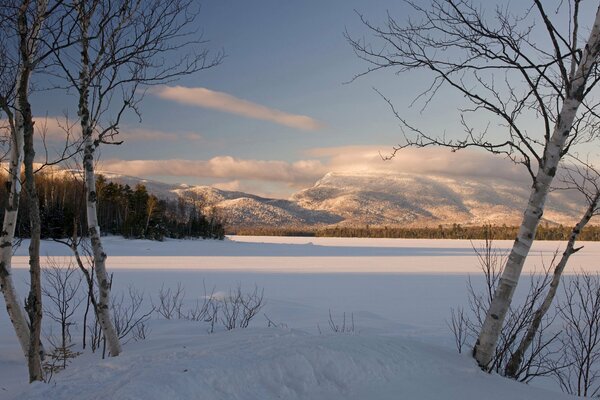 White birches on the background of a winter landscape