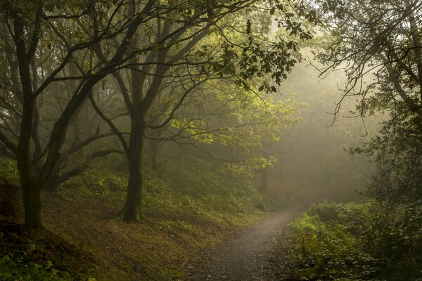 Ein mysteriöser Weg in einem nebligen Wald