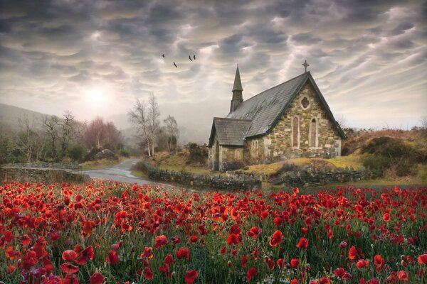 Amapolas rojas en el fondo de la antigua iglesia