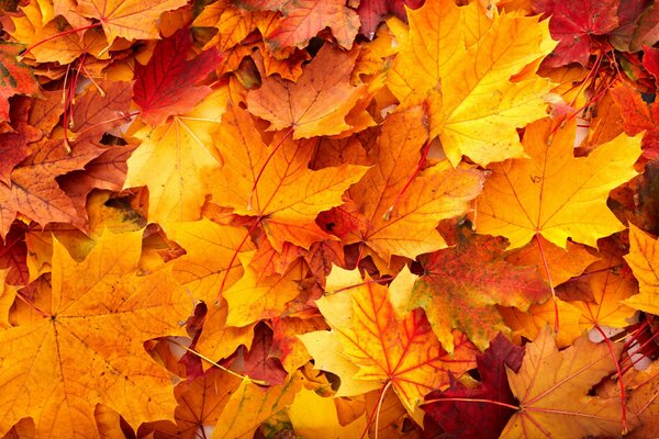 Yellow and orange autumn leaves