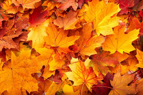 Жёлтые и оранжевые осенние листья