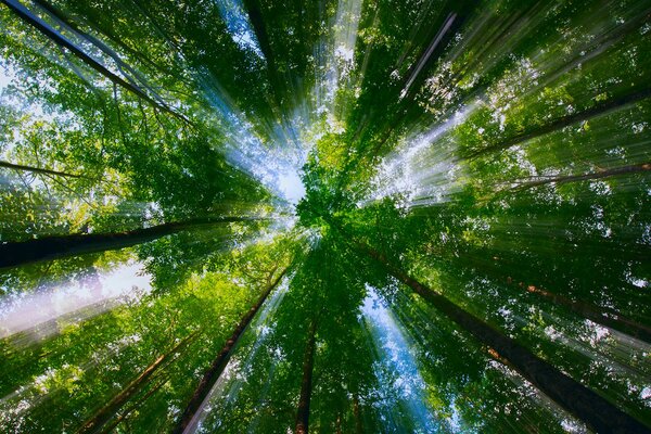 Corona de árboles con rayos de luz