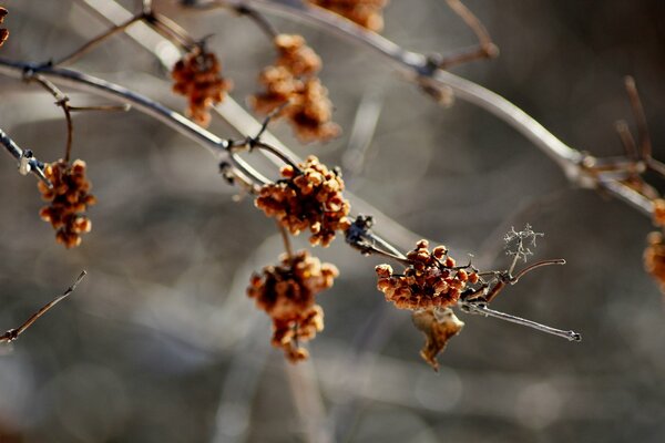 Winter Natur, Zweig mit Beeren