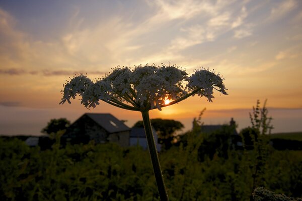 Juli-Landschaft des Dorfes bei Sonnenuntergang