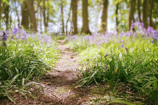 Sentiero con fiori nella foresta estiva