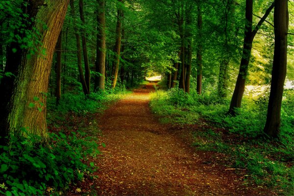 Strada tra gli alberi nel parco