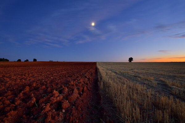 Field sky horizon trees