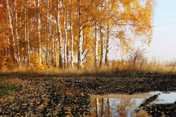 Złoty brzozowy las jesienią