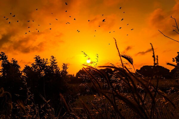 El sol naciente, la naturaleza despierta de las aves y la hierba