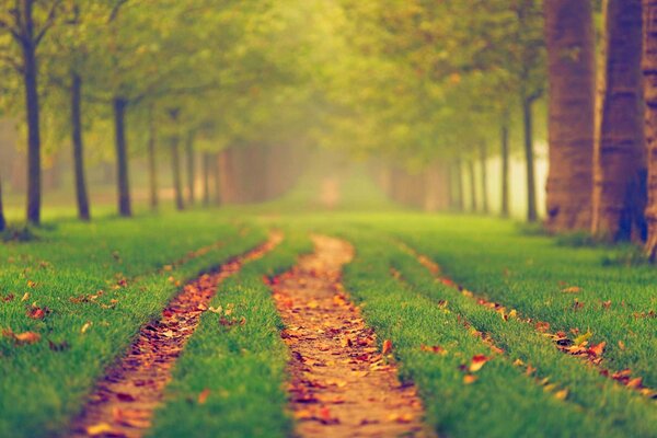 Park , Herbstbäume noch nicht gefallenes Laub auf den Wegen und warmes Herbstwetter