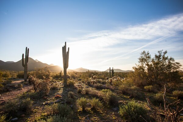 Arizona USA Kakteen in der Wüste unter blauem Himmel