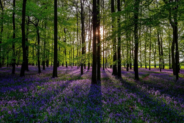 Lila Frühlingsblumen im Wald