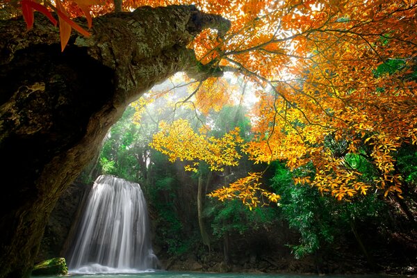 Trees on the background of a waterfall