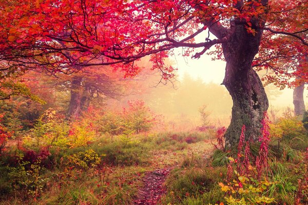 Red autumn leaves on a tree