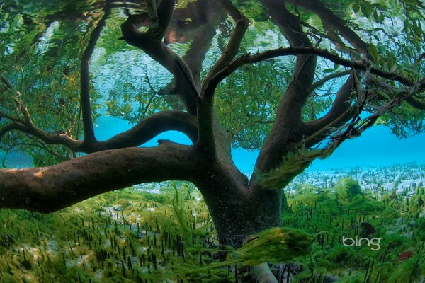 An old tree under water and algae