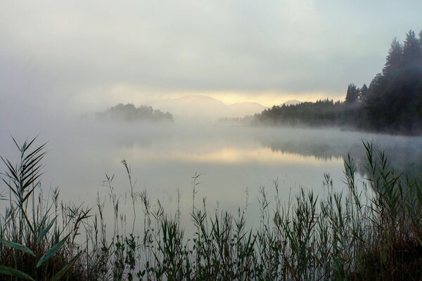 Brouillard lac herbe arbres