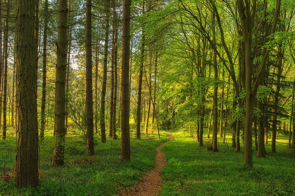 Sentier d herbe dans une forêt verte enchanteresse