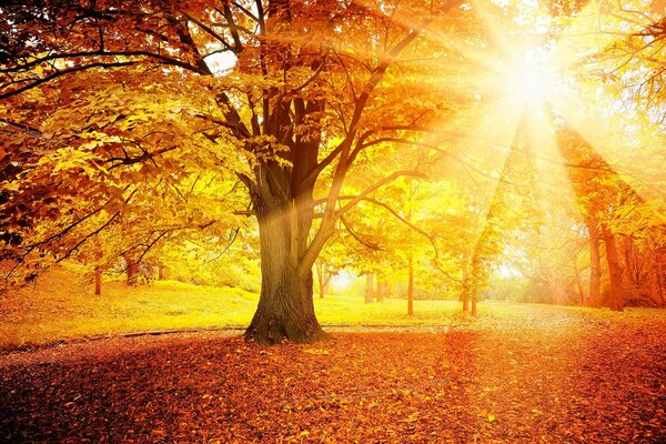 The sun in the autumn forest with yellow trees