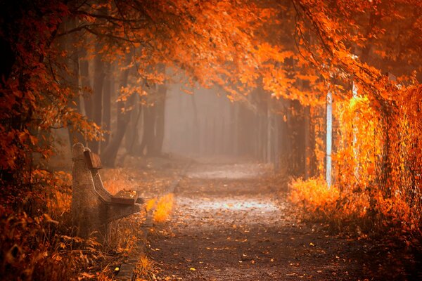 Foto de otoño de la pista en el parque con un banco