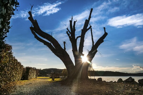 Un gran árbol viejo en la orilla