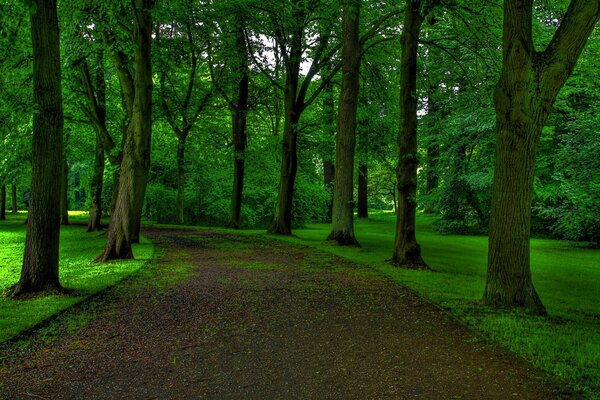 Der Weg vom Park in den Wald