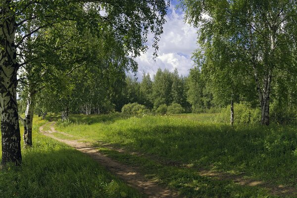 Straße im grünen Sommerwald