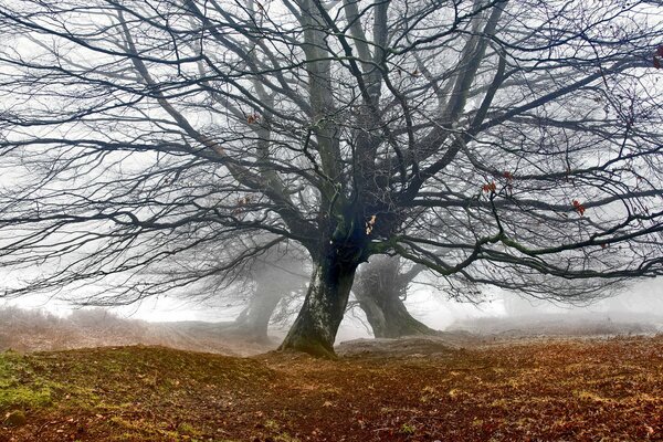 Autumn trees without leaves in the fog