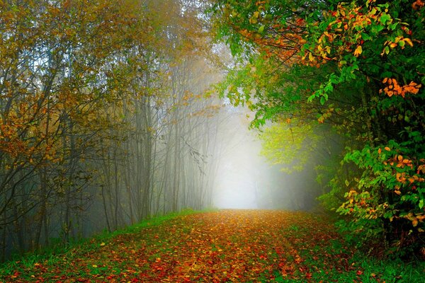 Foresta colorata, nebbiosa e tranquilla