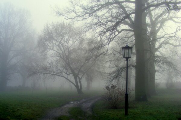 Sentiero nel cupo Parco nebbioso