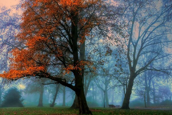 Brouillard dans le parc à l automne