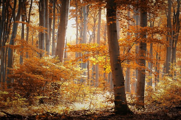 Jesienny las oświetlony przytulnym słońcem
